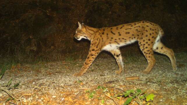 Mehr Luchse im Böhmerwald – Nachwuchs auf Rekordniveau