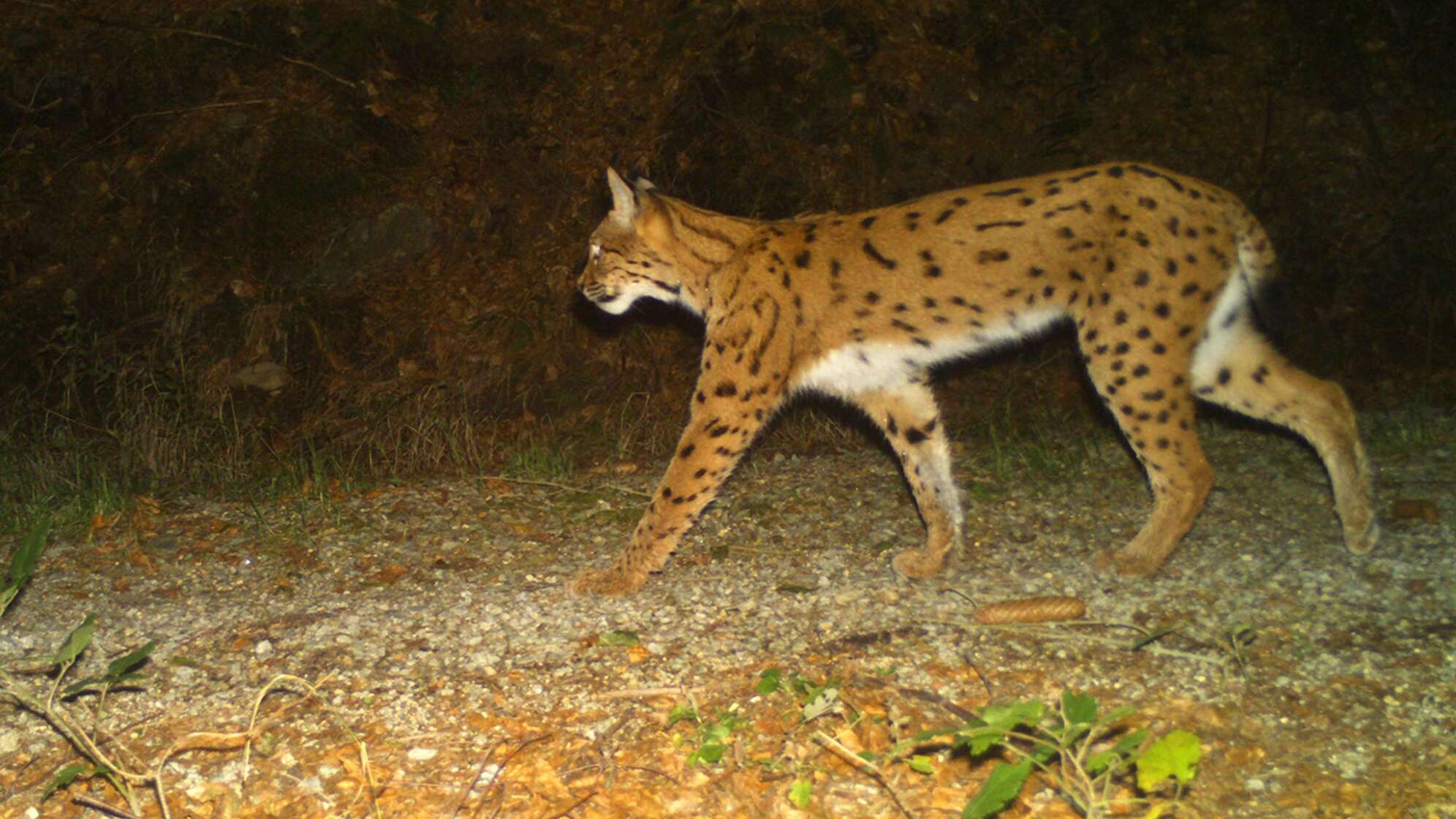 Luchs im Nationalpark Bayerischer Wald