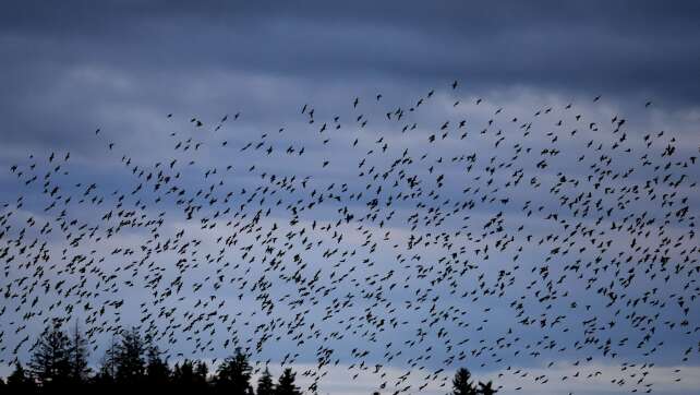 Erste Zugvögel sind zurück - Suche nach Brutrevieren