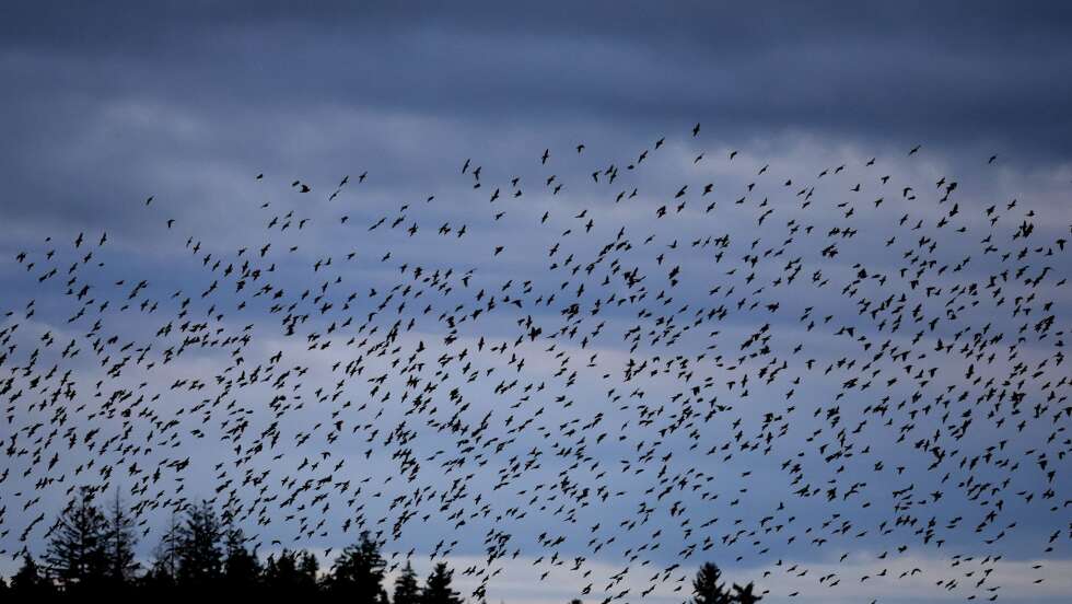 Erste Zugvögel sind zurück - Suche nach Brutrevieren
