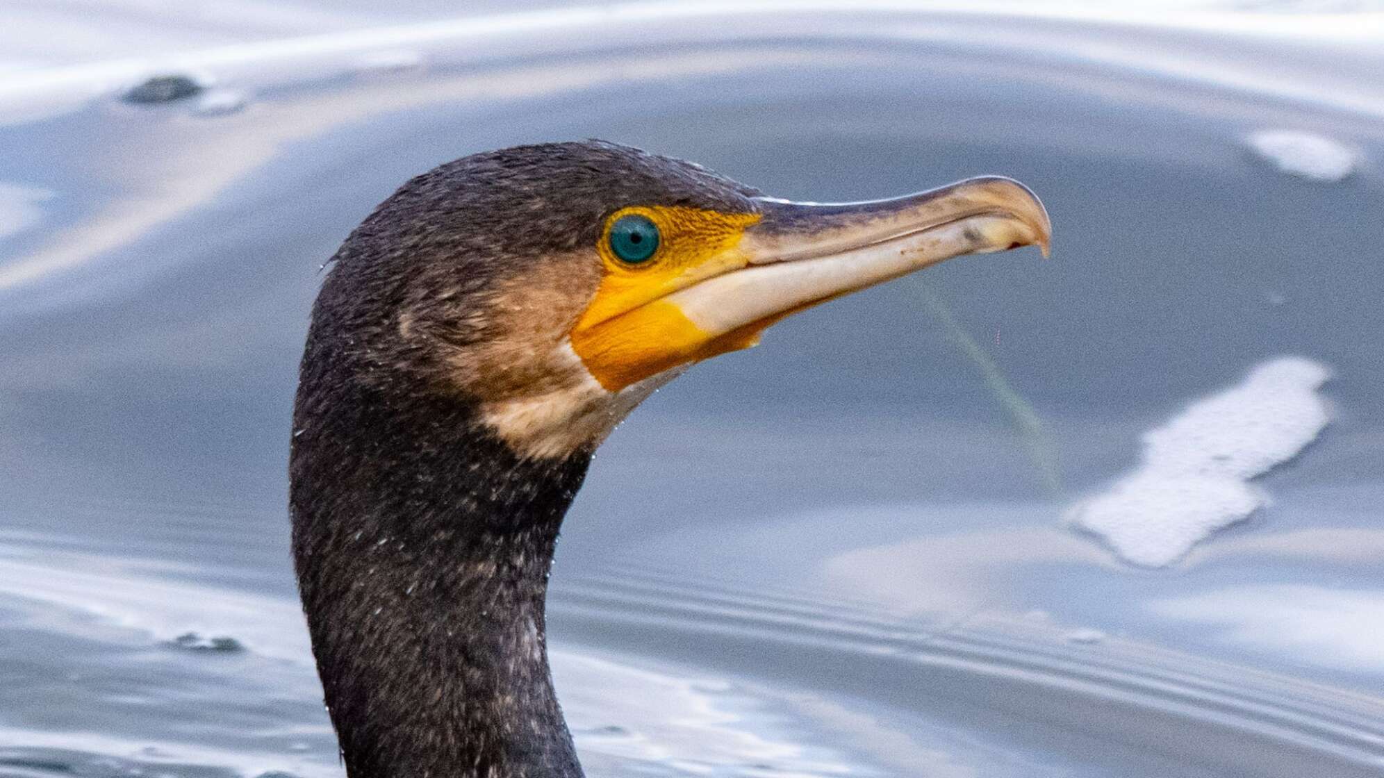 Kormoran