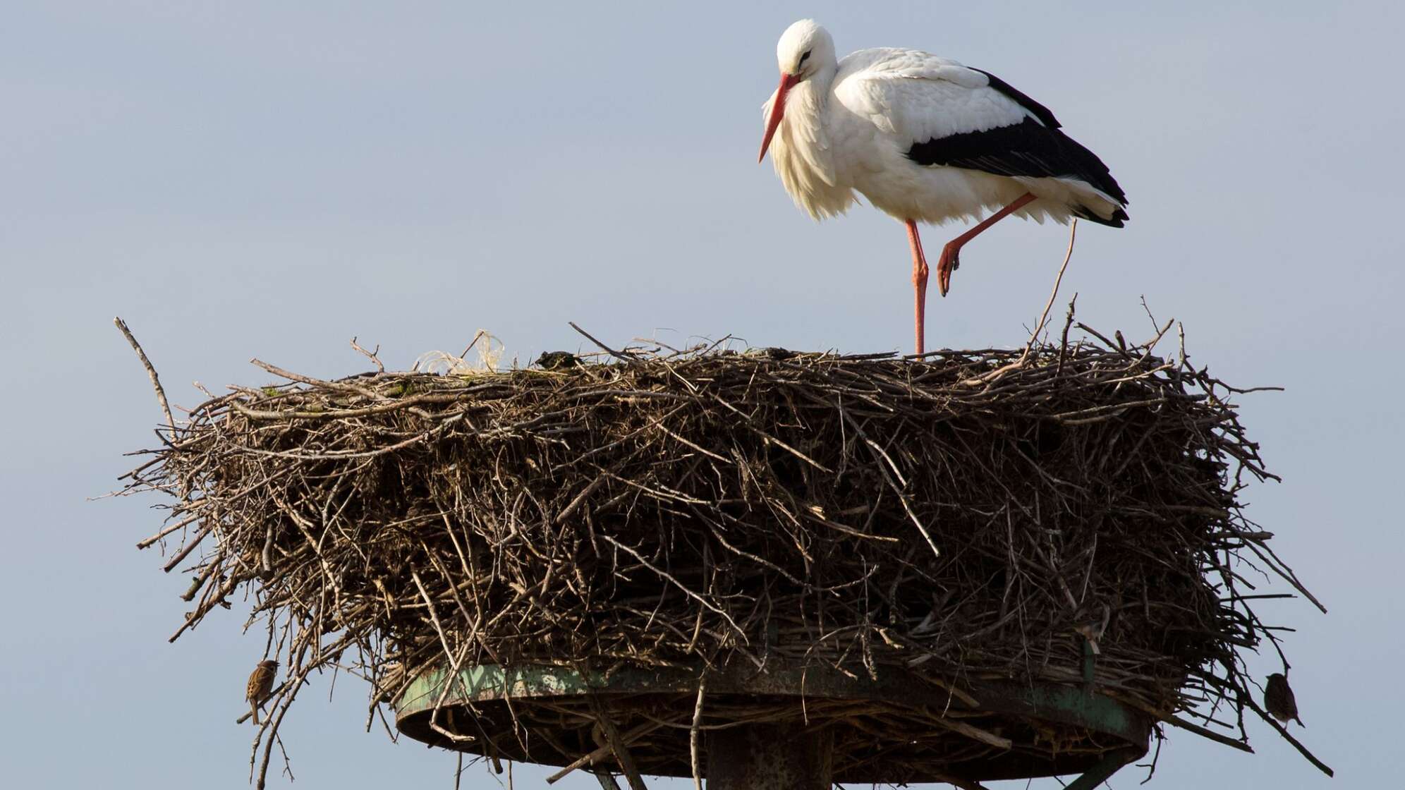 Wieso manche Störche schon auf ihren Nestern sitzen