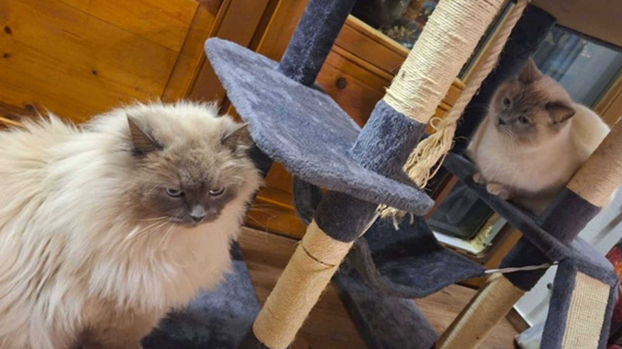 Katzen nach Diebstahl wieder vereint