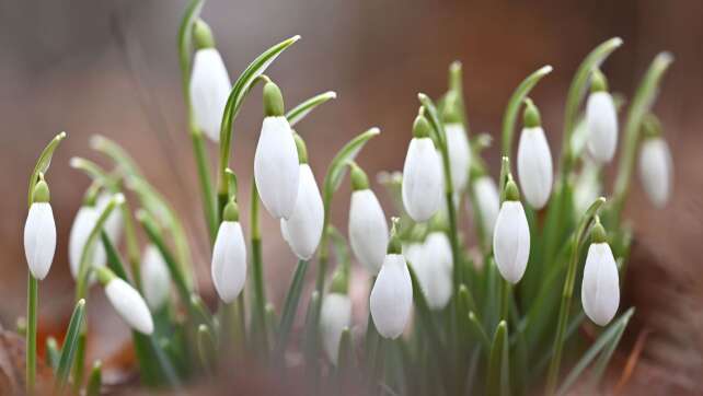 Temperaturen steigen: Schnee geht in Regen über