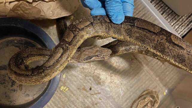 13 Tiere tot: Horror-Schlangenhaltung entdeckt und aufgelöst