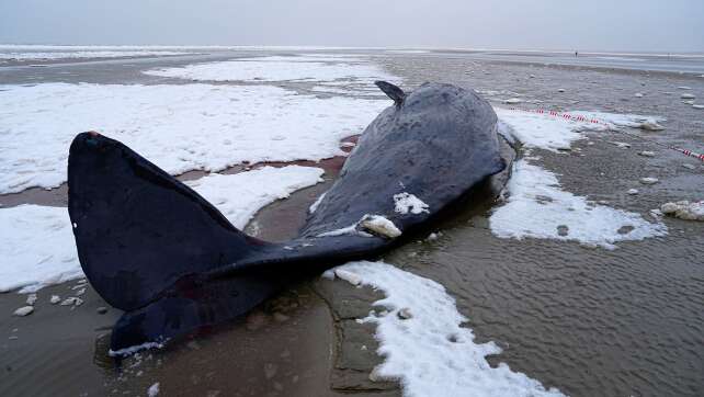 Mehrere Pottwale in Dänemark gestrandet