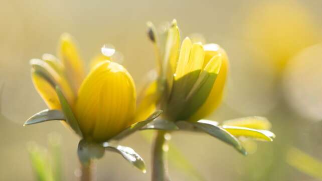 Wetterumschwung: Warum viele mit Beschwerden reagieren