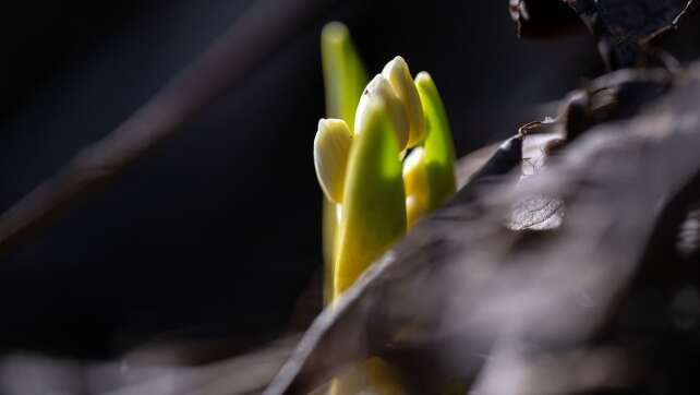 Woche startet nass, grau und mild – Sonne ab Mittwoch