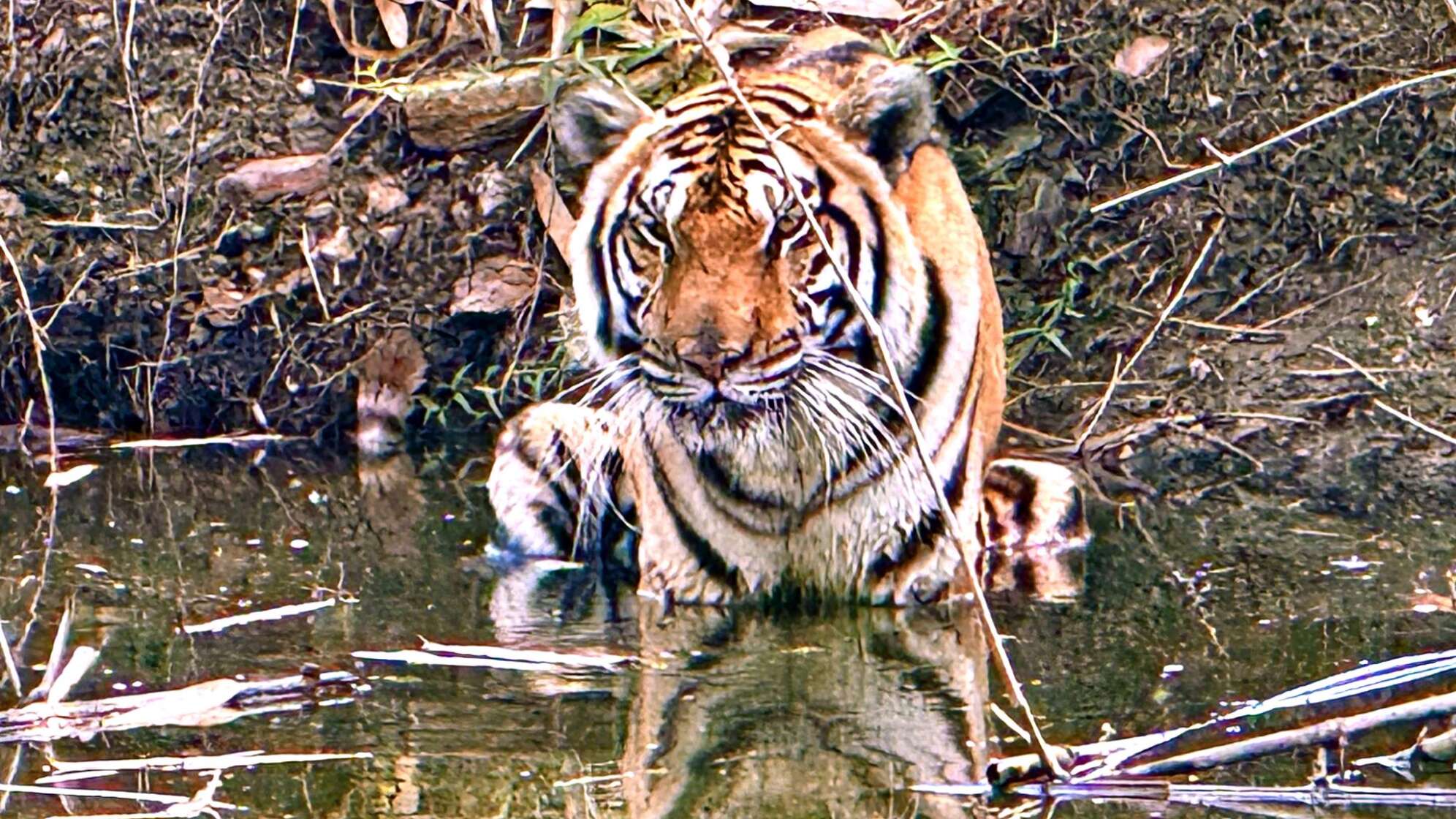 72 Tiger in Thailand verendet