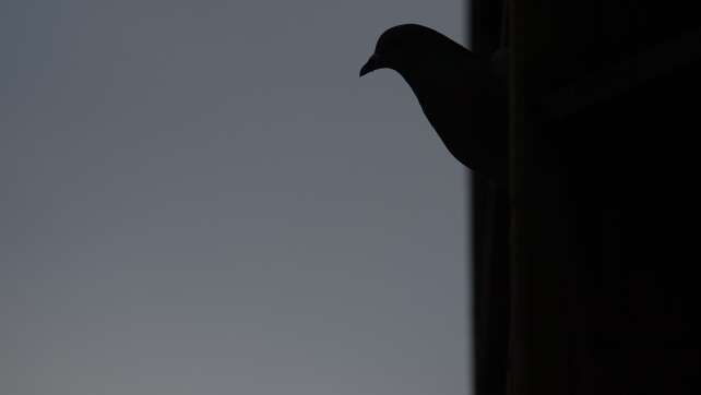 Rund 50 wertvolle Zuchttauben sterben bei Feuer