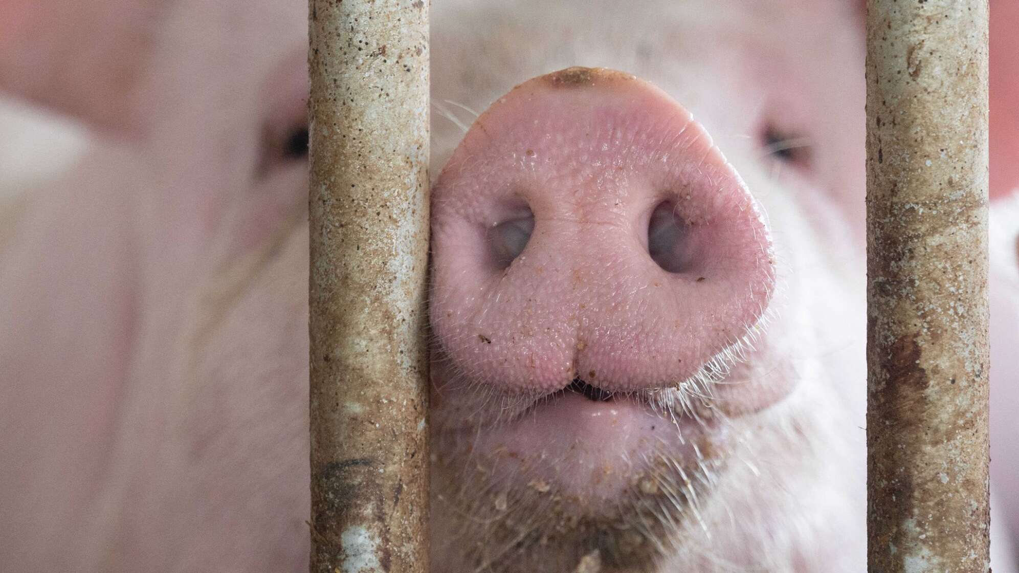 Schweinestall