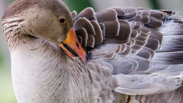 Geflügelpest bei zwei Wildvögeln in Regensburg festgestellt