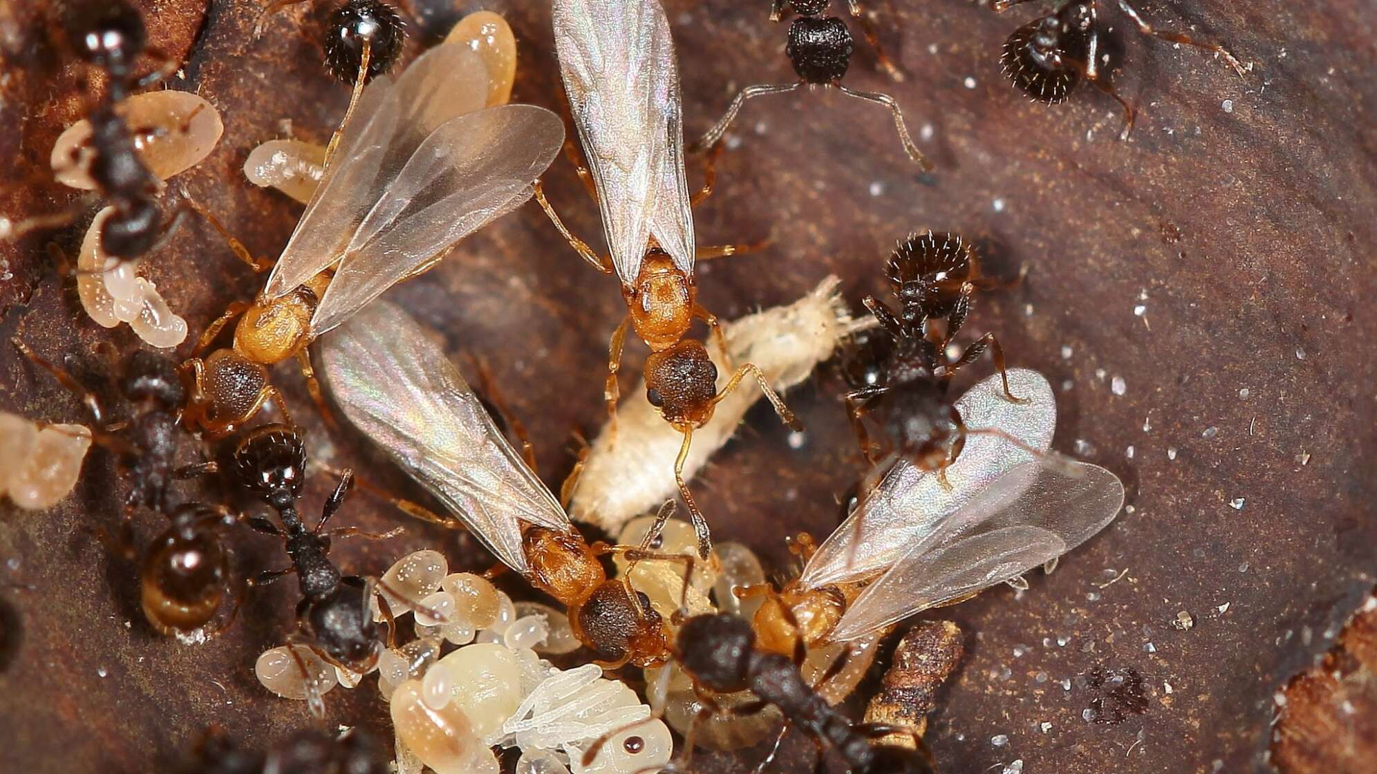 Ameisenart Temnothorax kinomurai