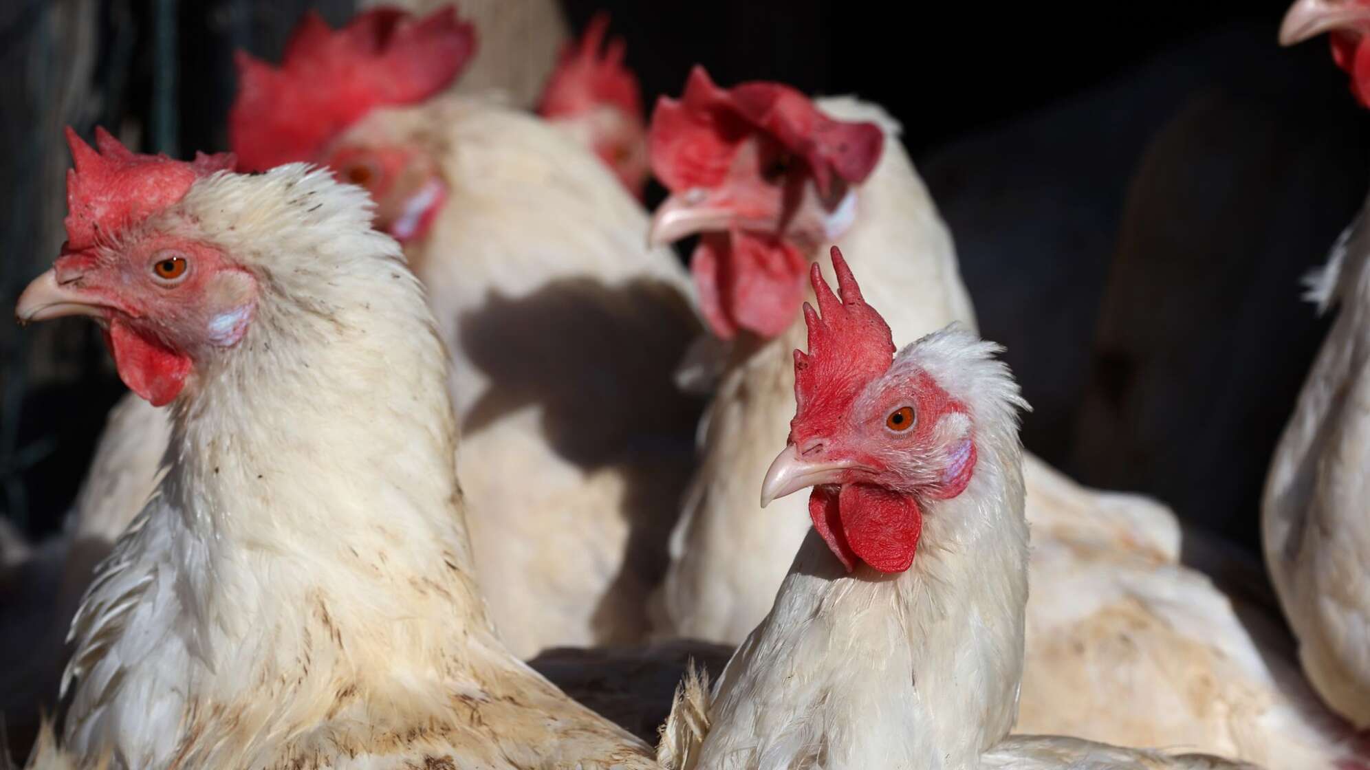 Newcastle-Krankheit (Symbolfoto)