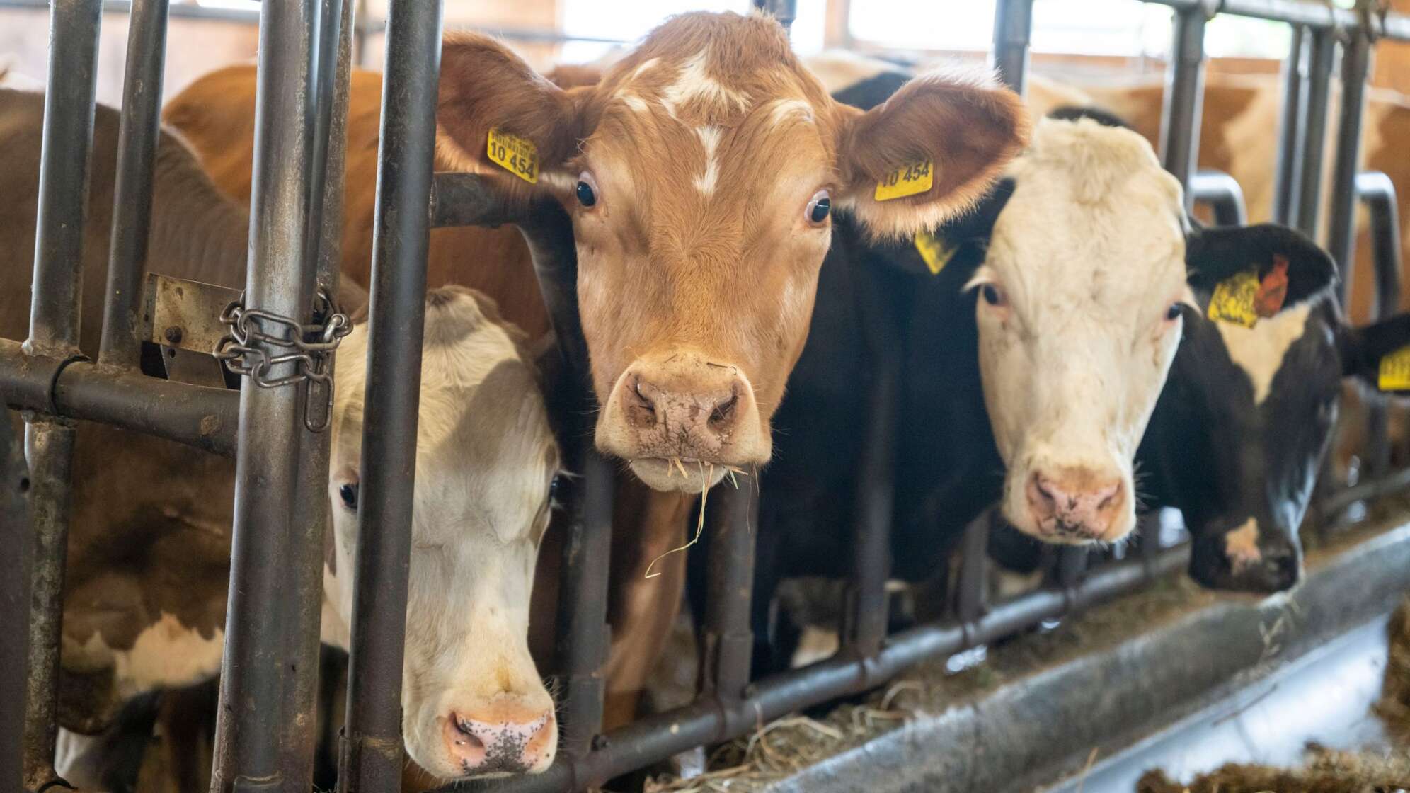 Ochsen in einem Stall