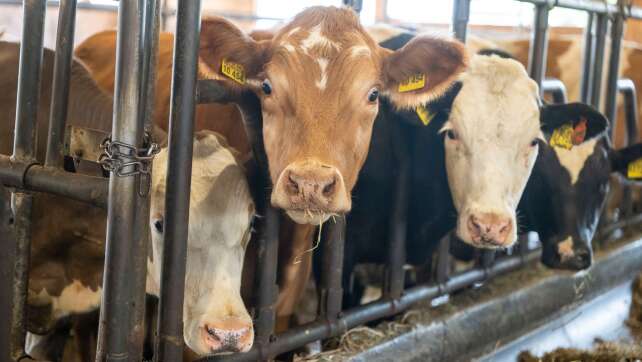 Bulle verletzt Landwirt schwer