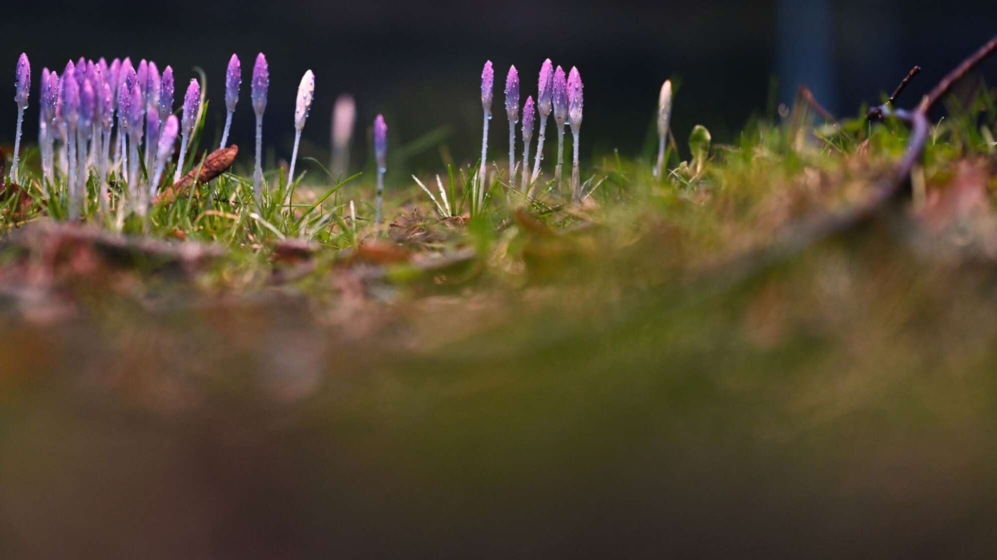 Frühlingsboten in Niedersachsen