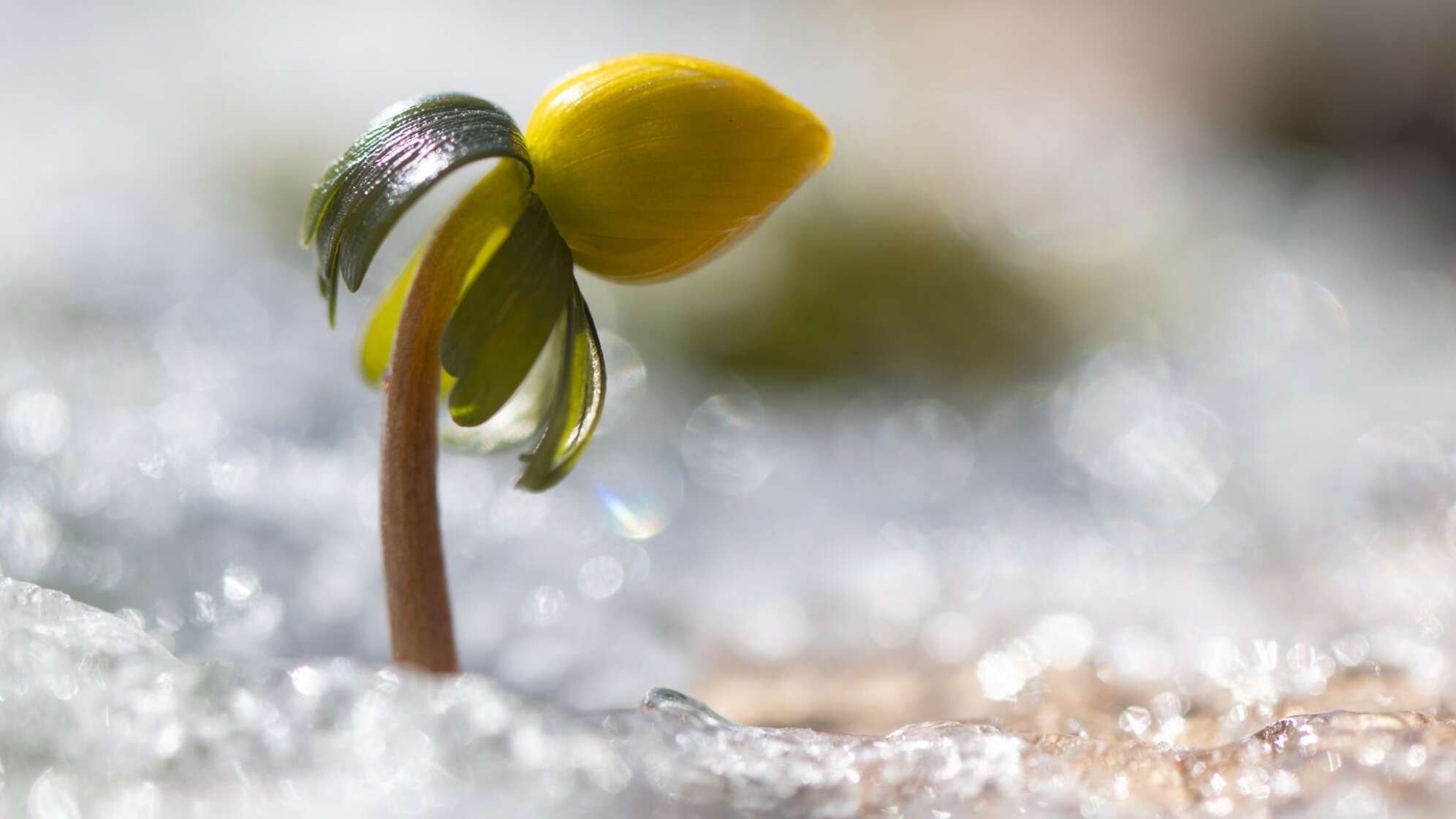 Winterling in Sachsen