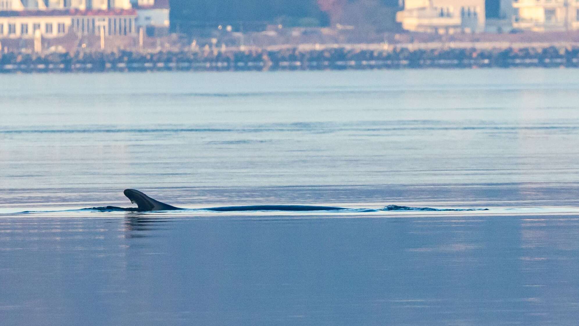 Wieder Wal in Ostsee gesichtet