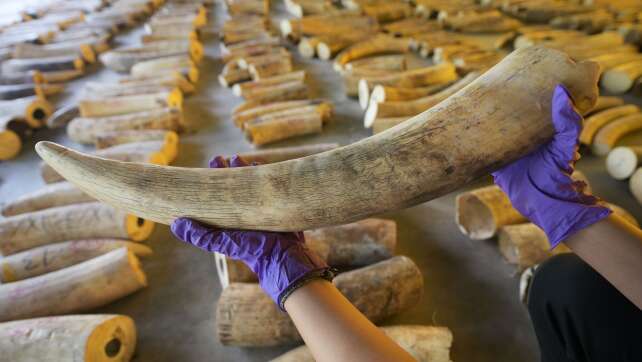 15 Festnahmen nach brutaler Elefanten-Wilderei auf Sumatra