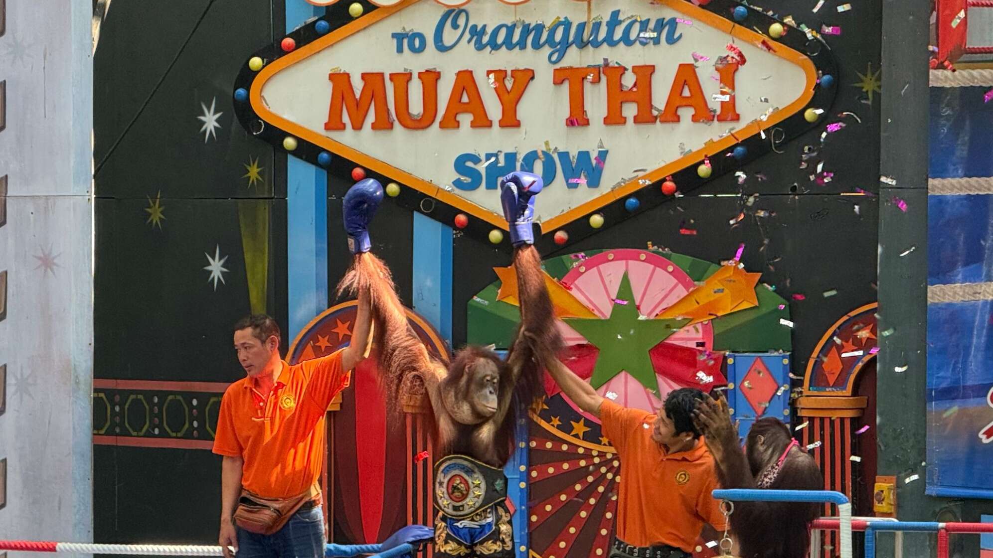 Orang-Utans als Touristenattraktion in Thailand