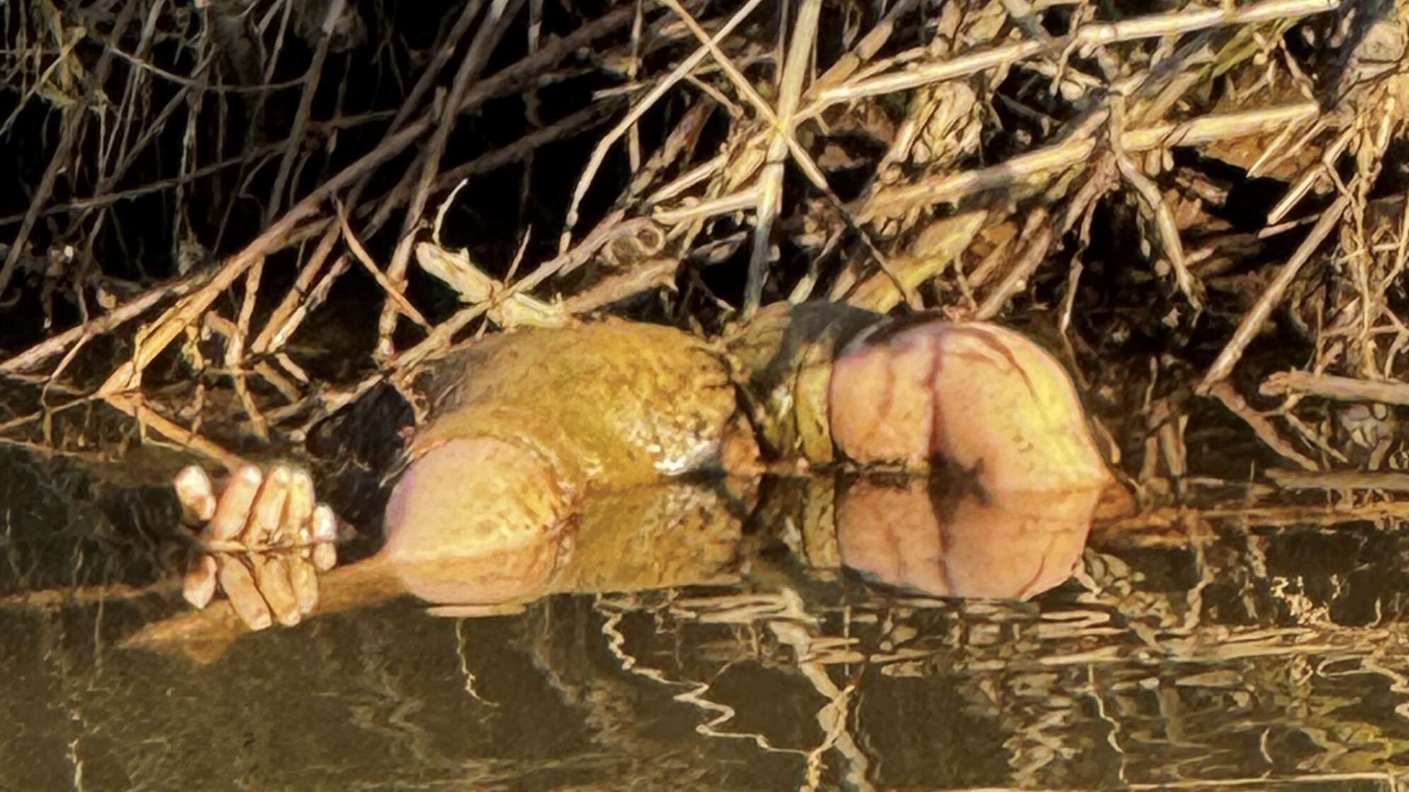 «Grausiger» Fund erweist sich als Spielzeugpuppe