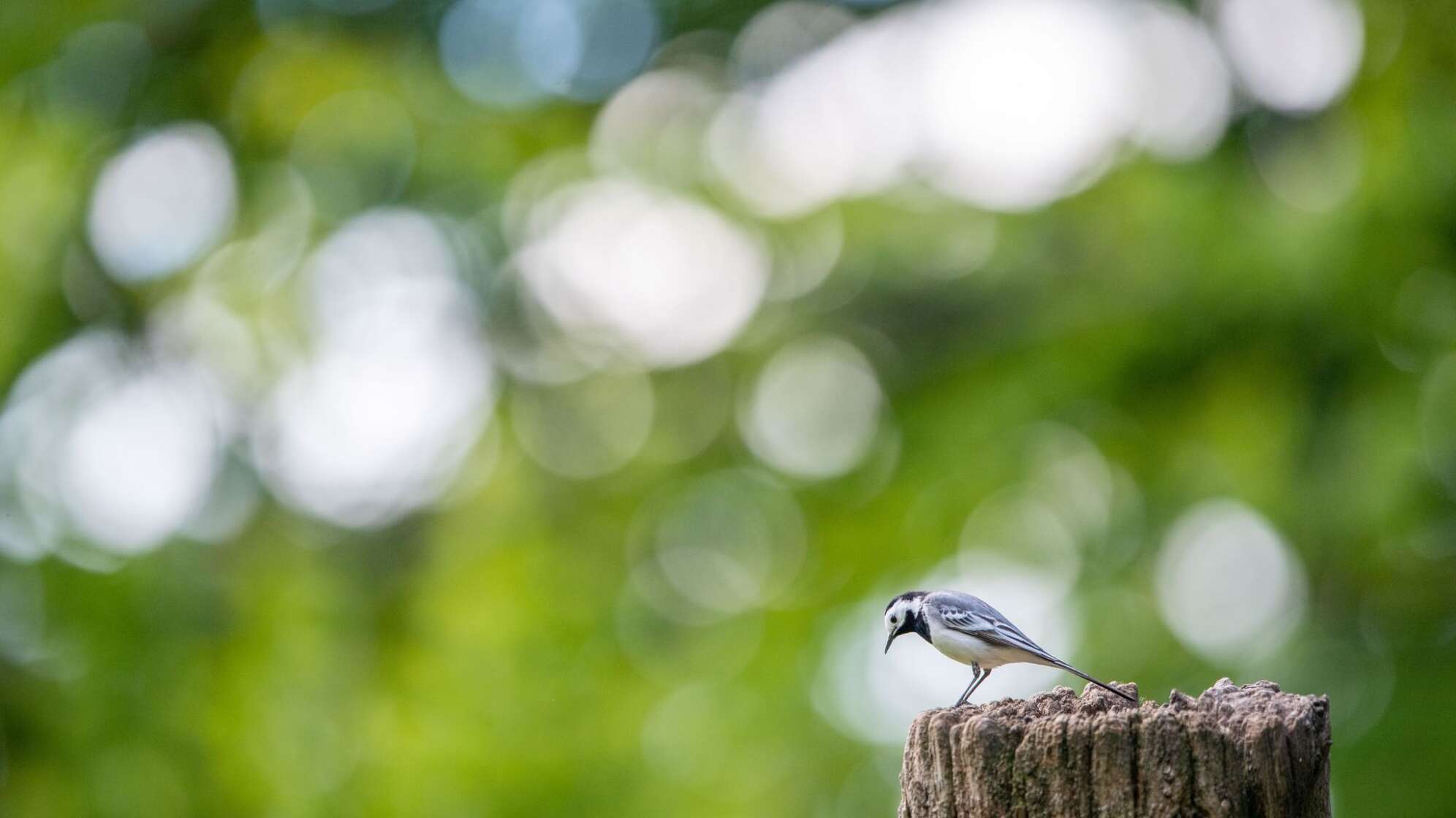 Bachstelze im Portrait