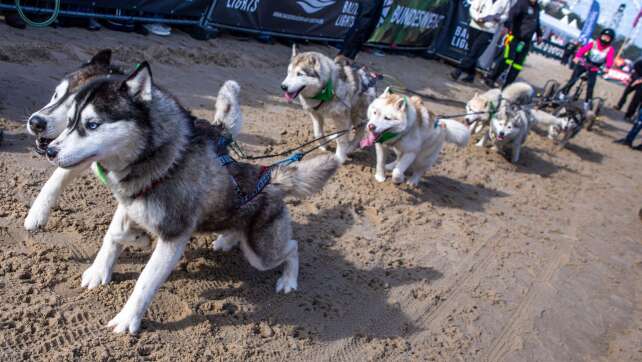 Schlittenhunde jagen über den Strand von Usedom