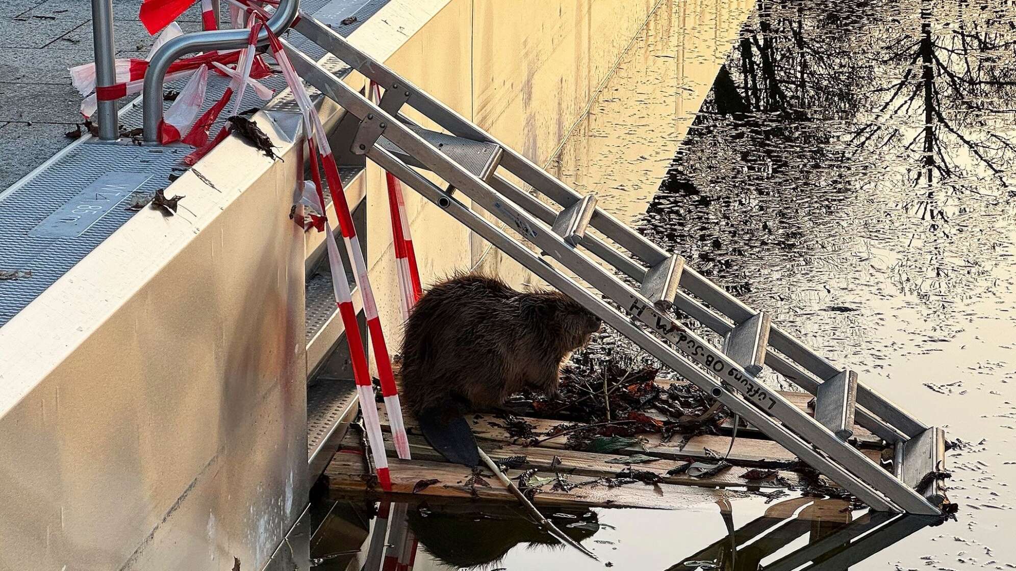 Feuerwehr rettet Biber aus Schwimmbecken in München
