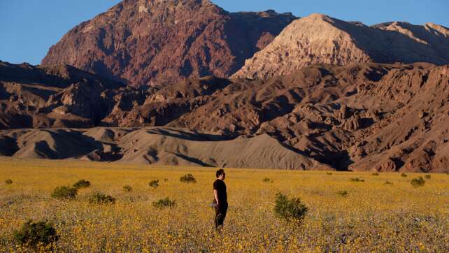 Seltene Blütenpracht im Death Valley