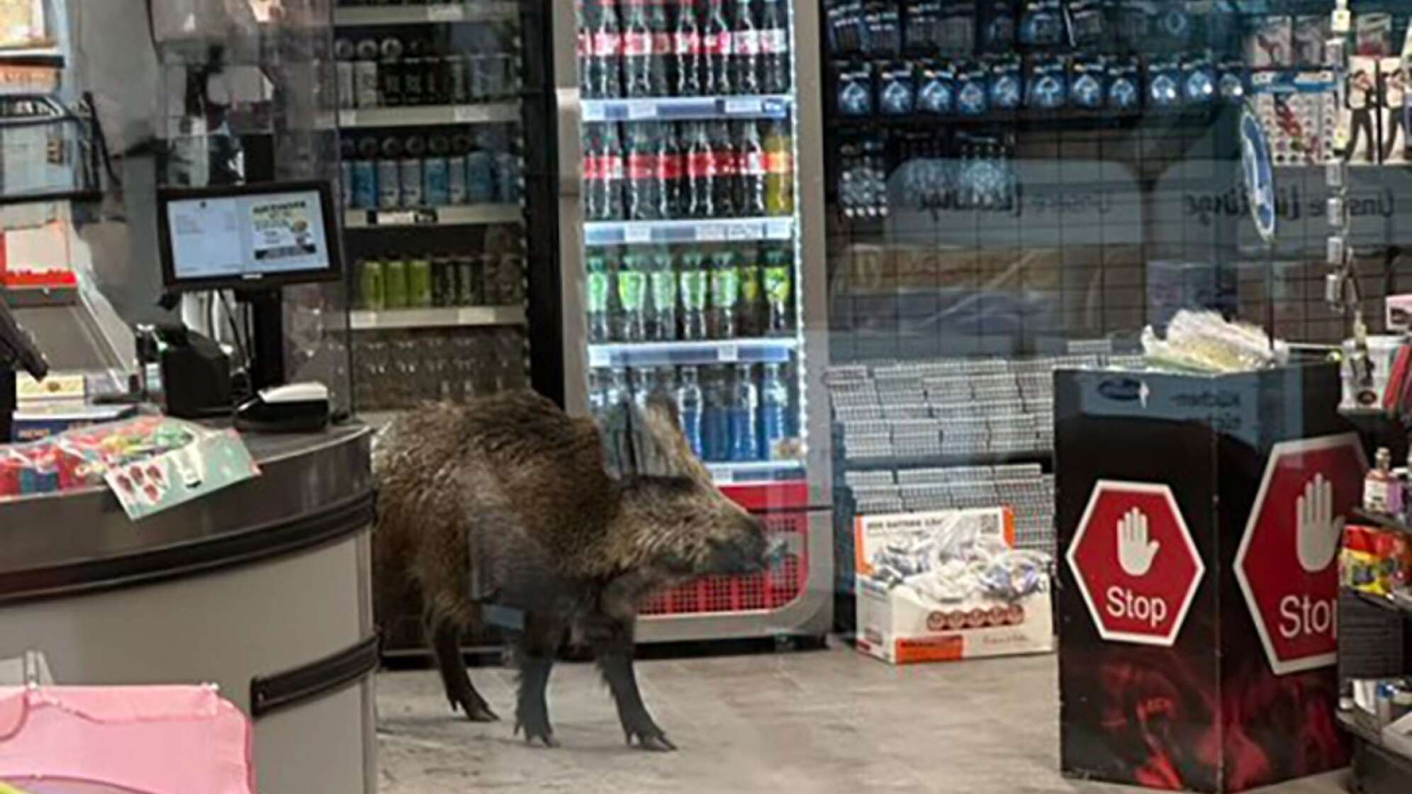 Wildschwein in Einkaufszentrum in Berlin-Köpenick
