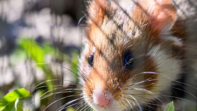 Hamster im Greifautomat empören Chinesen