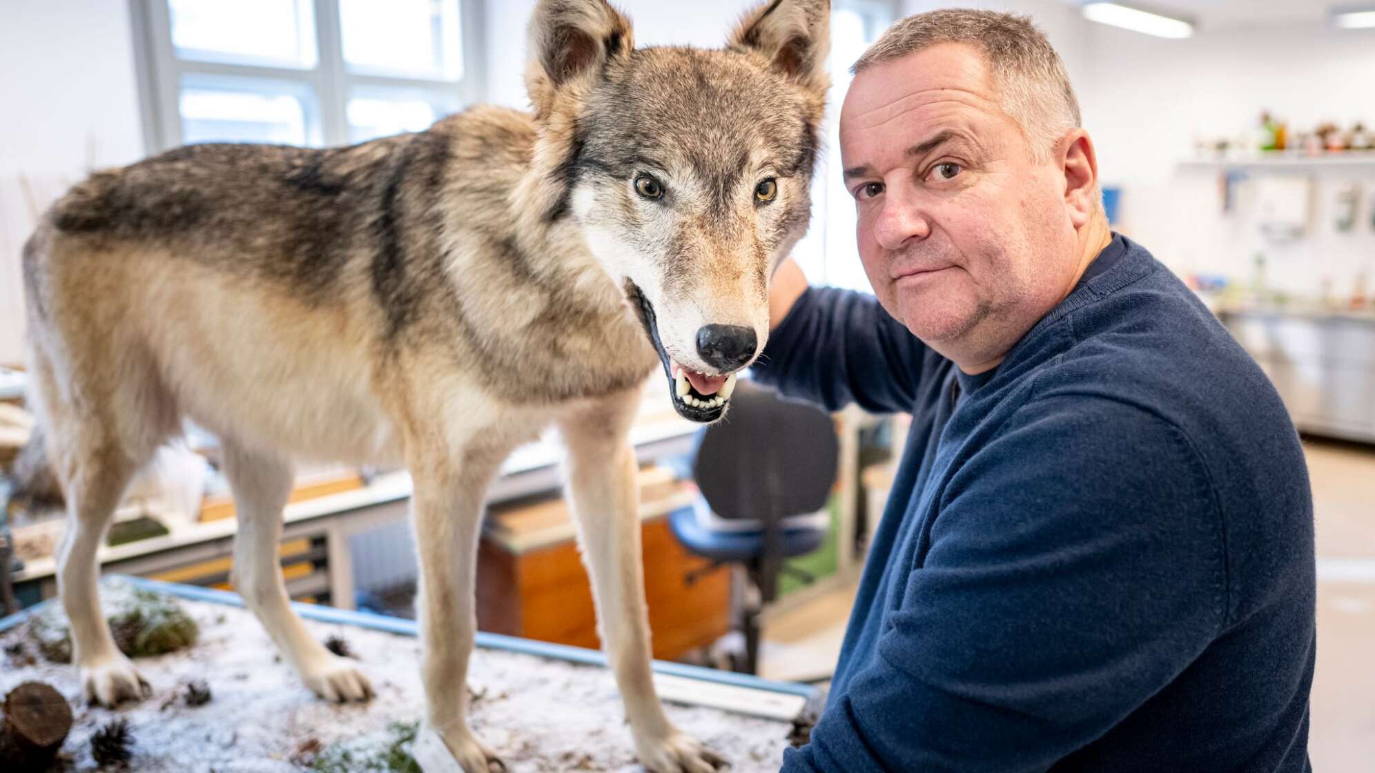 Was macht ein Präparator mit einem totem Wolf