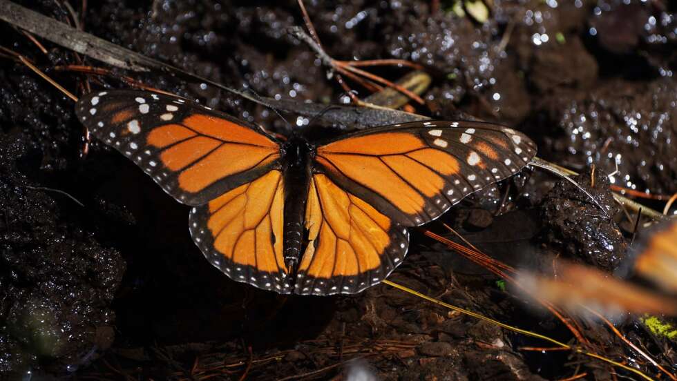 Bestand der wandernden Monarchfalter erholt sich