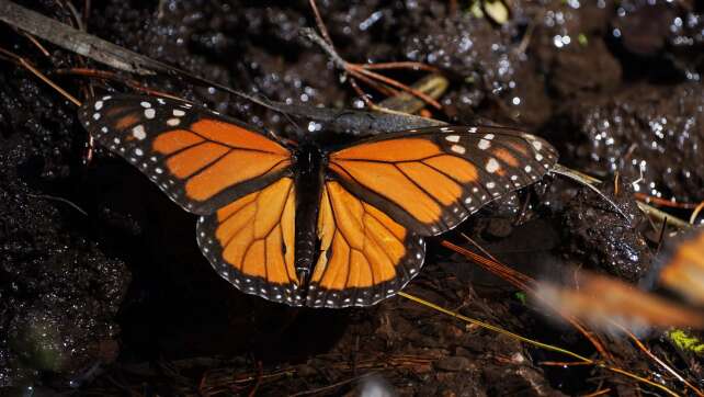 Bestand der wandernden Monarchfalter erholt sich