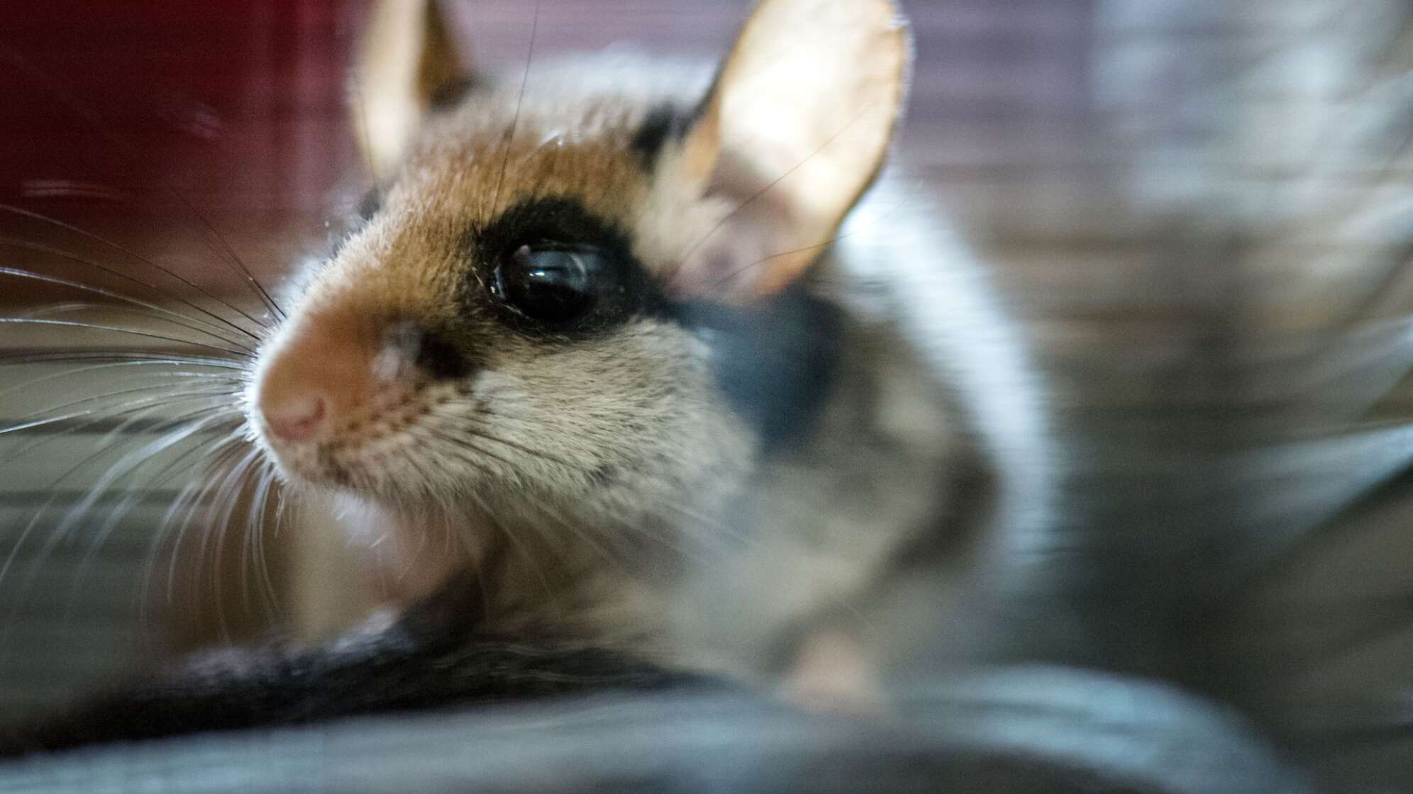 Gartenschläfer im Käfig einer Wildstation