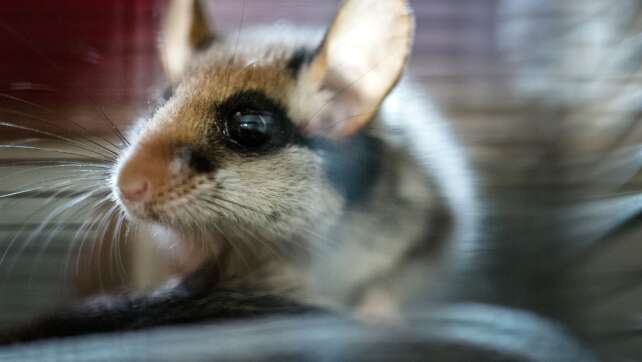 Wer entdeckt einen Gartenschläfer? - Mithilfe gefragt