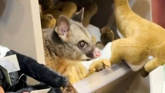 Possum versteckt sich im Souvenirshop zwischen Plüschtieren