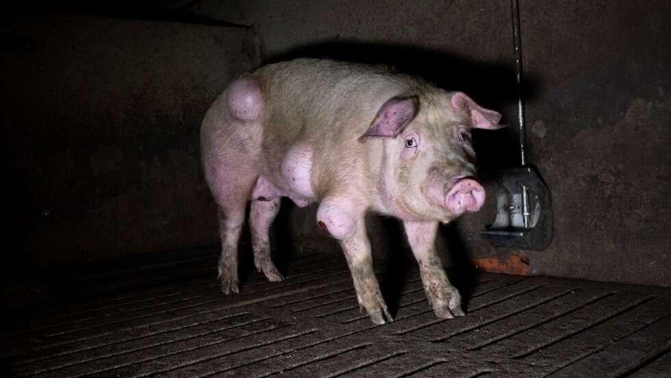 Horror-Schweinemast in Spanien: Krankheiten, Kadaver, Ratten
