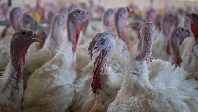 Wieder Newcastle-Krankheit - 35.000 Hähnchen vor Keulung