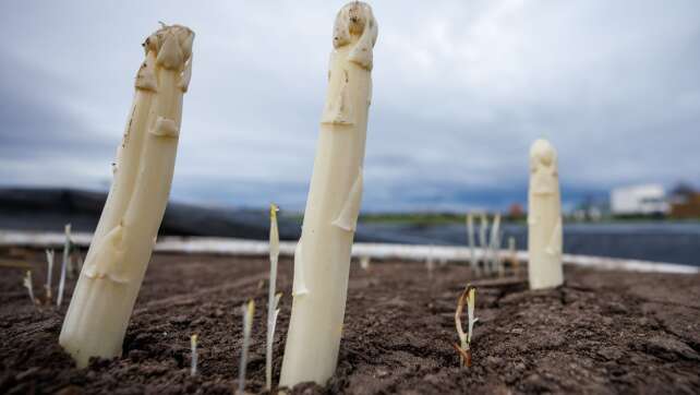 Erster Spargel geerntet - Saison startet im April richtig