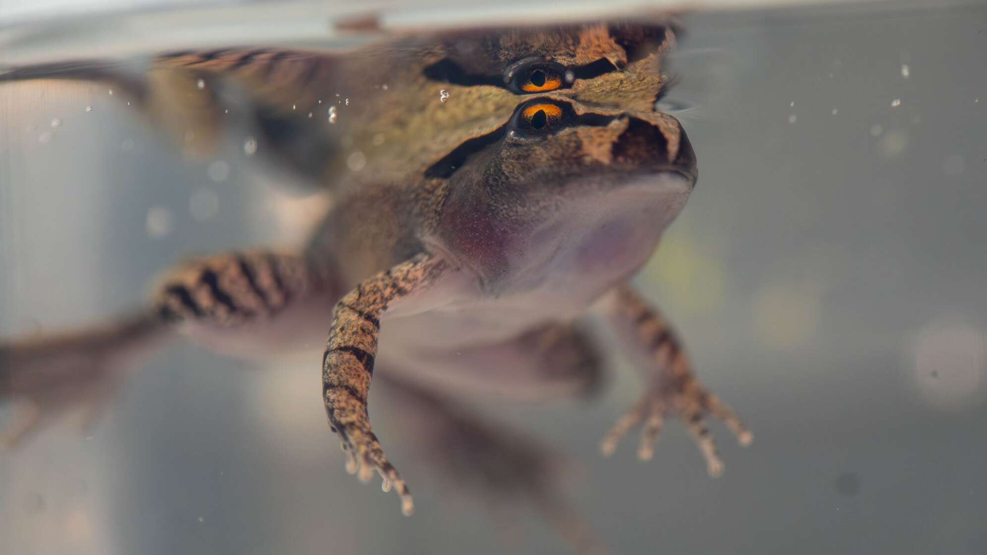 Südlicher Stotterfrosch (Mixophyes australis) in Australien