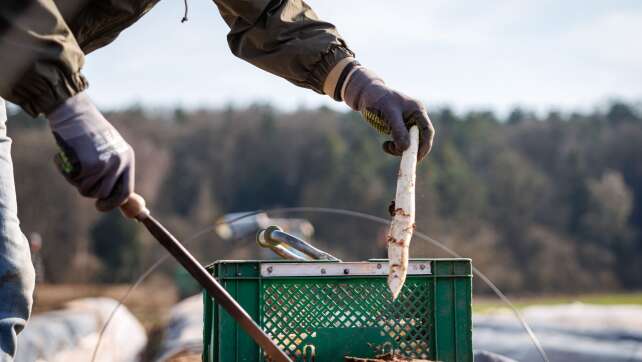 Erster Spargel geerntet - Saison startet im April richtig