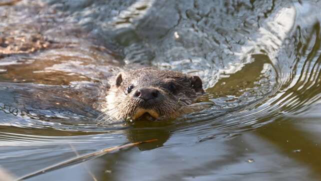 Fischereiverband schlägt wegen Fischotter-Urteil Alarm
