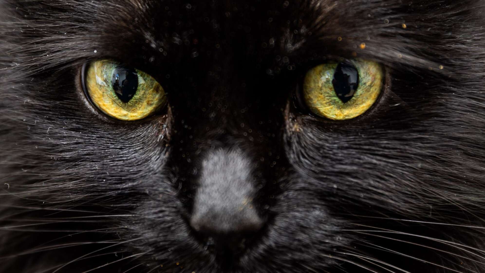 Schwarze Katze