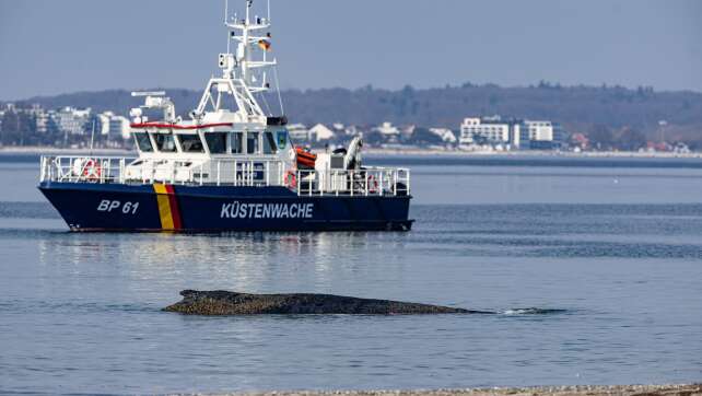 Gestrandeter Wal in der Ostsee ist vermutlich ein Buckelwal