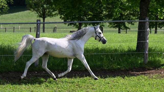 Pferd reißt sich los und galoppiert über Autobahn