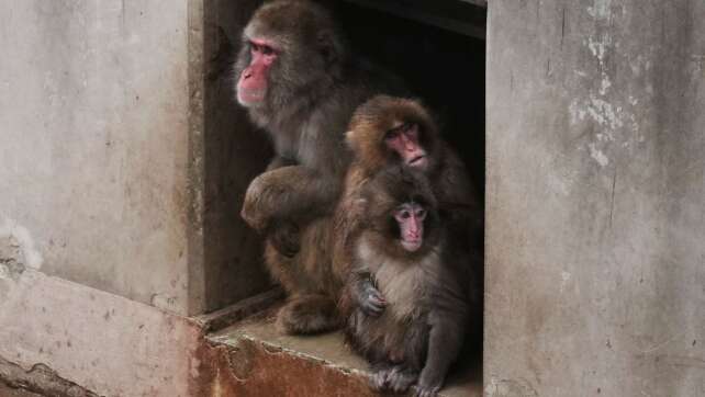 Japans Affen-Star Punch wächst und gedeiht