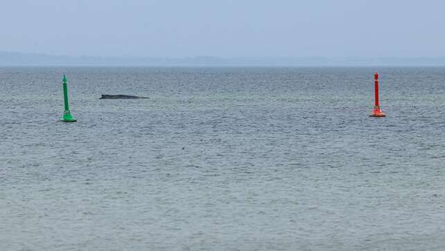 Expertin: Tötung des Wals keine Option