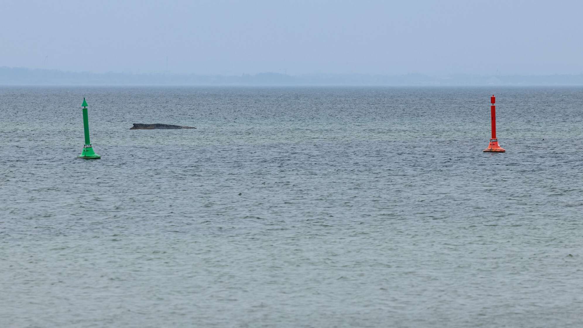 Wal an der Ostseeküste gestrandet